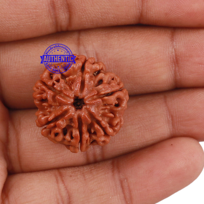 6 Mukhi Rudraksha from Nepal - Bead No. 177