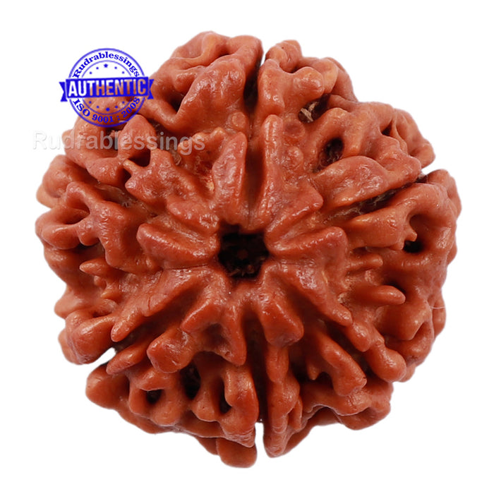 6 Mukhi Rudraksha from Nepal - Bead No. 177