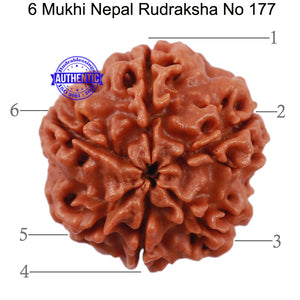 6 Mukhi Rudraksha from Nepal - Bead No. 177