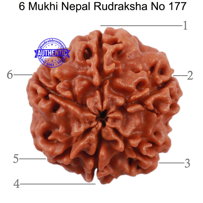 6 Mukhi Rudraksha from Nepal - Bead No. 177
