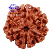 Load image into Gallery viewer, 6 Mukhi Rudraksha from Nepal - Bead No. 182
