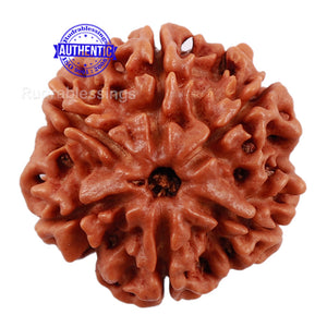 6 Mukhi Rudraksha from Nepal - Bead No. 182
