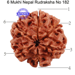 6 Mukhi Rudraksha from Nepal - Bead No. 182