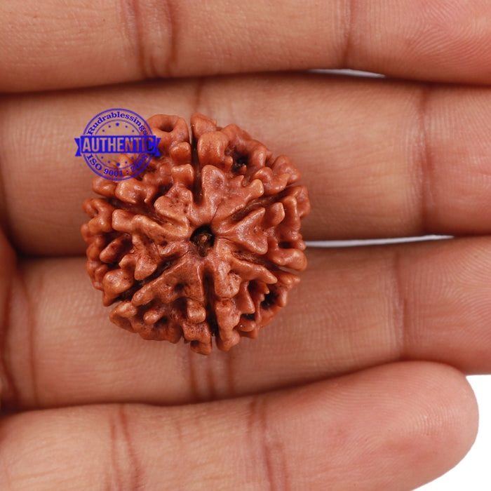 6 Mukhi Rudraksha from Nepal - Bead No. 187