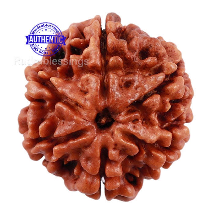 6 Mukhi Rudraksha from Nepal - Bead No. 187