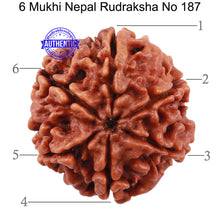 Load image into Gallery viewer, 6 Mukhi Rudraksha from Nepal - Bead No. 187
