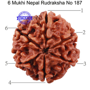 6 Mukhi Rudraksha from Nepal - Bead No. 187