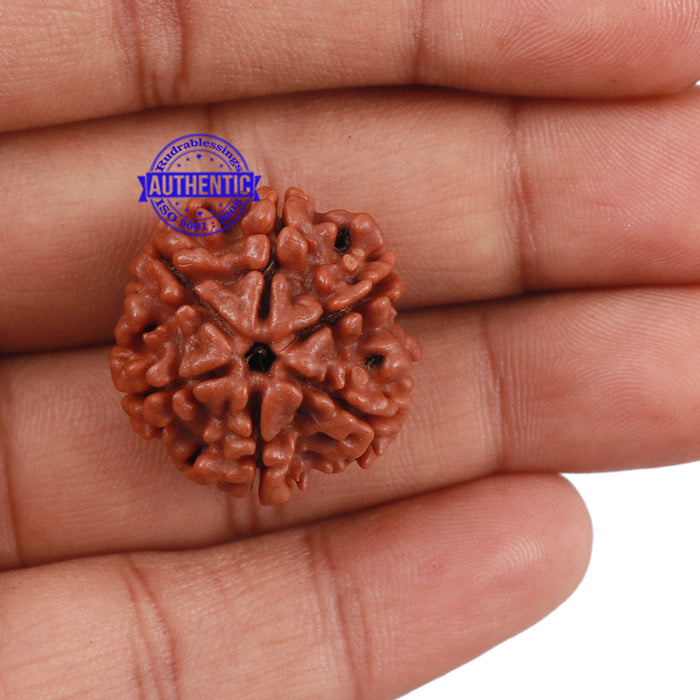 6 Mukhi Rudraksha from Nepal - Bead No. 189