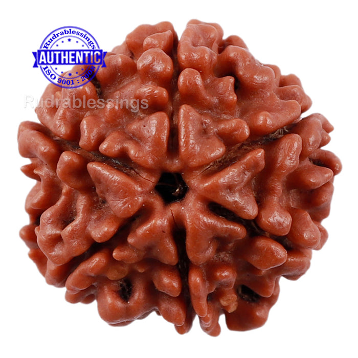 6 Mukhi Rudraksha from Nepal - Bead No. 189