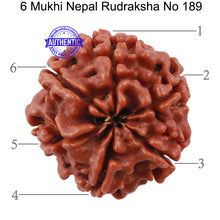 Load image into Gallery viewer, 6 Mukhi Rudraksha from Nepal - Bead No. 189
