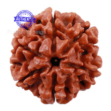 Load image into Gallery viewer, 6 Mukhi Rudraksha from Nepal - Bead No. 191
