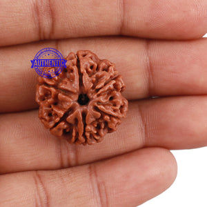 6 Mukhi Rudraksha from Nepal - Bead No. 192