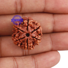Load image into Gallery viewer, 6 Mukhi Rudraksha from Nepal - Bead No. 193

