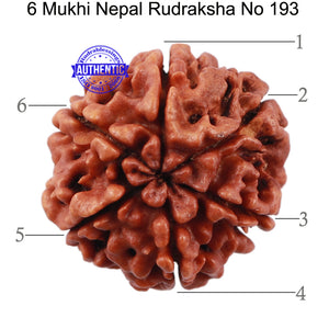6 Mukhi Rudraksha from Nepal - Bead No. 193