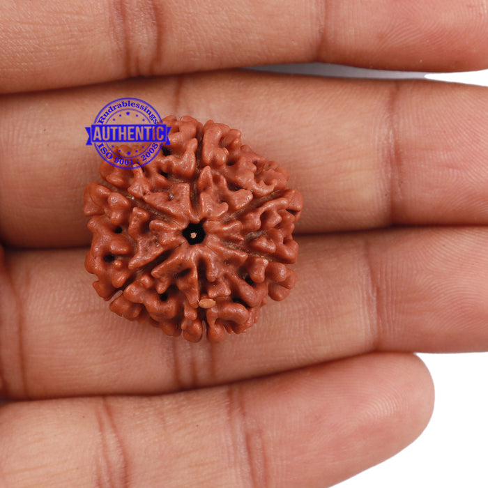 6 Mukhi Rudraksha from Nepal - Bead No. 195
