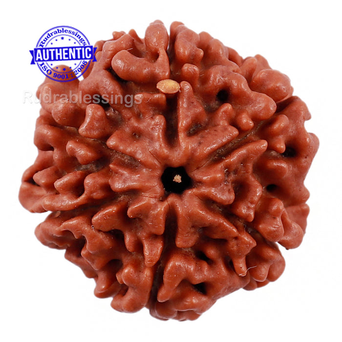 6 Mukhi Rudraksha from Nepal - Bead No. 195