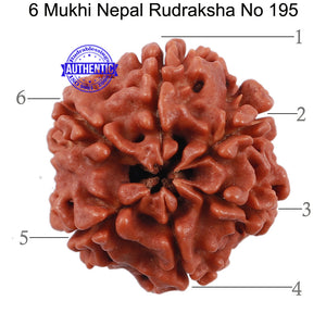 6 Mukhi Rudraksha from Nepal - Bead No. 195