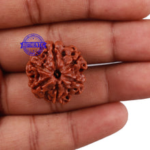 Load image into Gallery viewer, 6 Mukhi Rudraksha from Nepal - Bead No. 199
