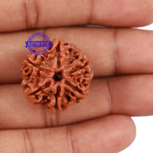 Load image into Gallery viewer, 6 Mukhi Rudraksha from Nepal - Bead No. 202
