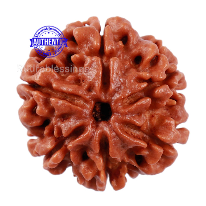6 Mukhi Rudraksha from Nepal - Bead No. 203