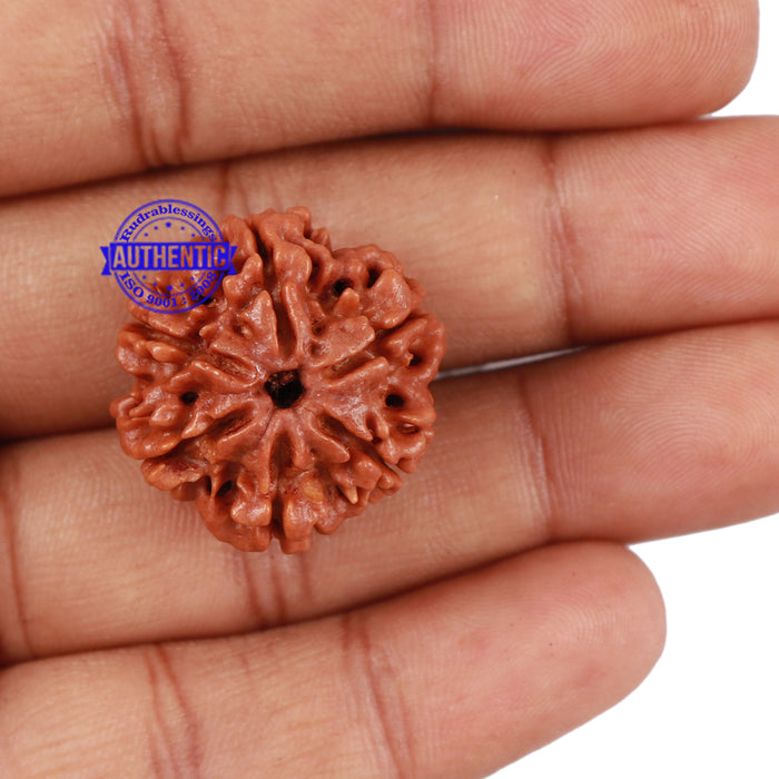 6 Mukhi Rudraksha from Nepal - Bead No. 203