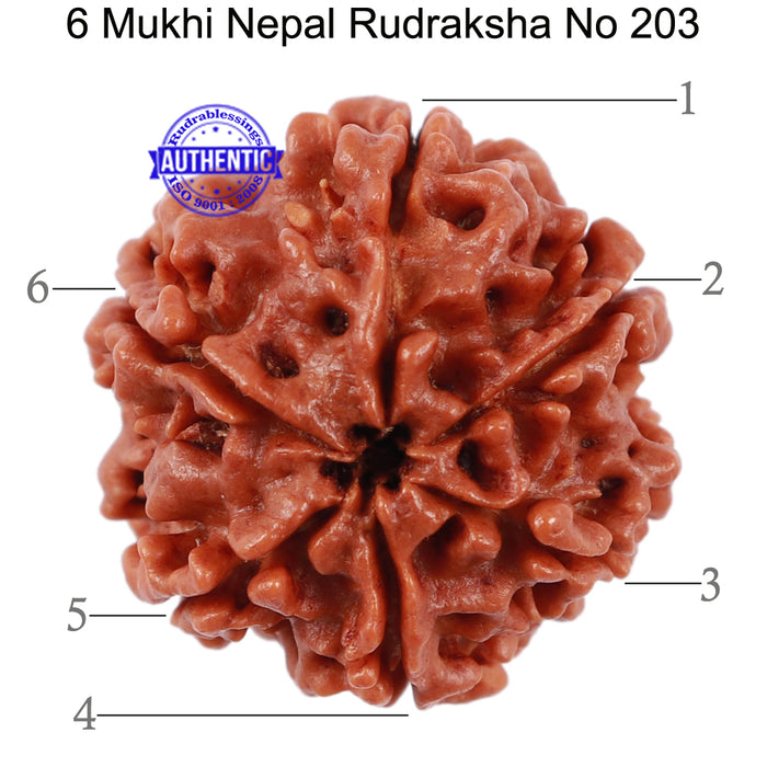 6 Mukhi Rudraksha from Nepal - Bead No. 203