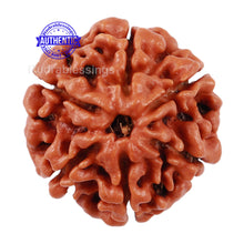 Load image into Gallery viewer, 6 Mukhi Rudraksha from Nepal - Bead No 204
