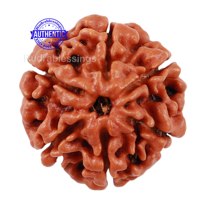 6 Mukhi Rudraksha from Nepal - Bead No 204