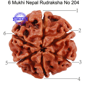6 Mukhi Rudraksha from Nepal - Bead No 204