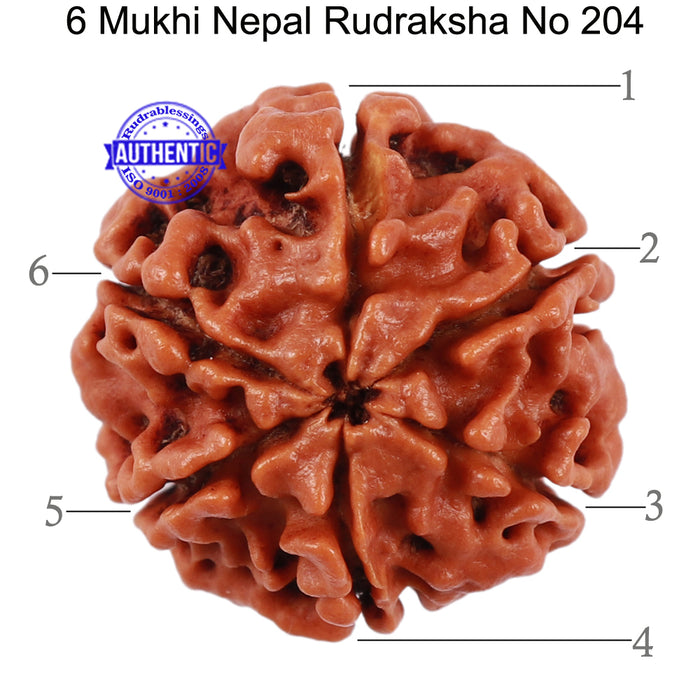 6 Mukhi Rudraksha from Nepal - Bead No 204