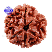 Load image into Gallery viewer, 6 Mukhi Rudraksha from Nepal - Bead No. 211
