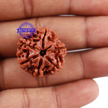 Load image into Gallery viewer, 6 Mukhi Rudraksha from Nepal - Bead No. 211
