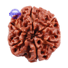 Load image into Gallery viewer, 6 Mukhi Rudraksha from Nepal - Bead No. 213
