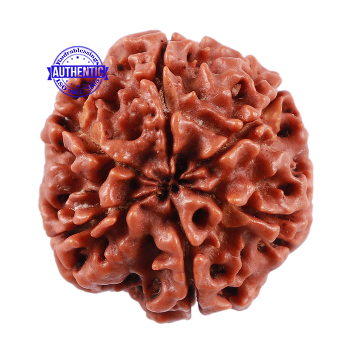 6 Mukhi Rudraksha from Nepal - Bead No. 213
