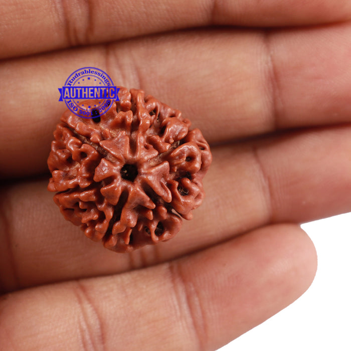 6 Mukhi Rudraksha from Nepal - Bead No. 213
