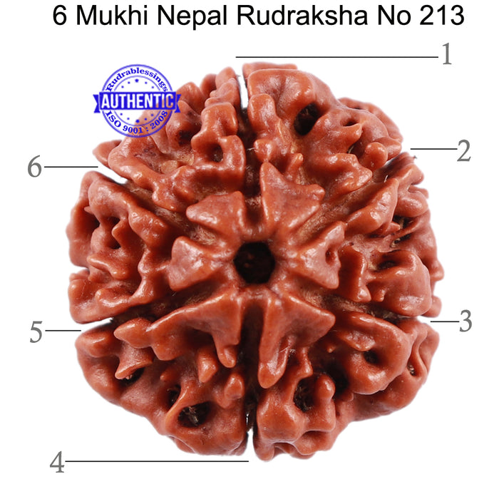 6 Mukhi Rudraksha from Nepal - Bead No. 213
