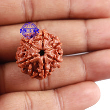 Load image into Gallery viewer, 6 Mukhi Rudraksha from Nepal - Bead No. 227
