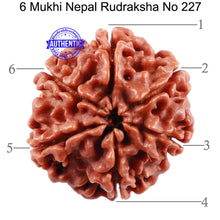 Load image into Gallery viewer, 6 Mukhi Rudraksha from Nepal - Bead No. 227
