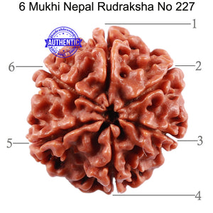 6 Mukhi Rudraksha from Nepal - Bead No. 227