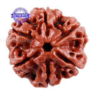 6 Mukhi Rudraksha from Nepal - Bead No. 3