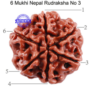 6 Mukhi Rudraksha from Nepal - Bead No. 3