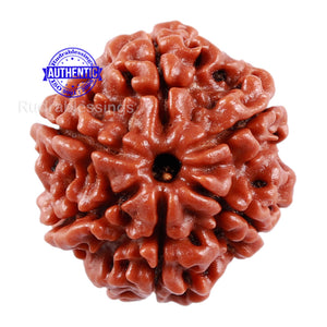 6 Mukhi Rudraksha from Nepal - Bead No. 4