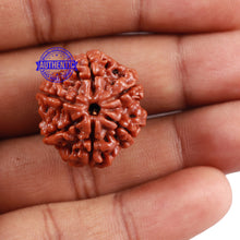 Load image into Gallery viewer, 6 Mukhi Rudraksha from Nepal - Bead No. 4
