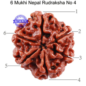 6 Mukhi Rudraksha from Nepal - Bead No. 4