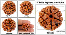 Load image into Gallery viewer, 6 Mukhi Rudraksha from Nepal - Bead No. 64
