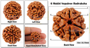 6 Mukhi Rudraksha from Nepal - Bead No. 64