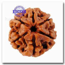 Load image into Gallery viewer, 6 Mukhi Rudraksha from Nepal - Bead No. 64
