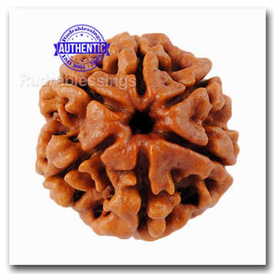 6 Mukhi Rudraksha from Nepal - Bead No. 64