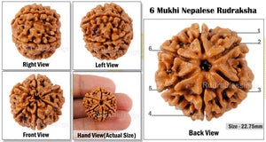 6 Mukhi Rudraksha from Nepal - Bead No. 66