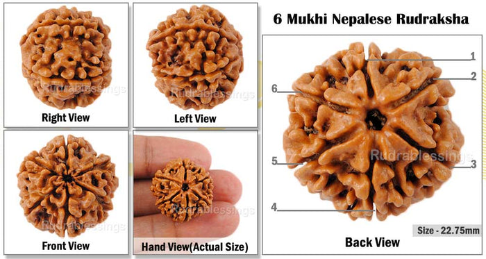 6 Mukhi Rudraksha from Nepal - Bead No. 66